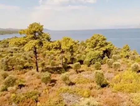 Marmaris İlçesi Gökova Körfezinde  Satılık Ada  365000M2 Arsa Alanına Sahip Olup İçerisinde Kayıtlı Ev Bulunmaktadır.